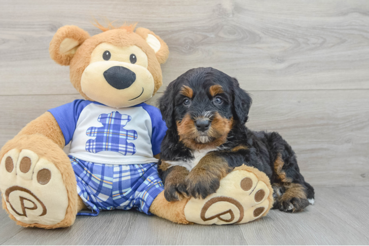 Mini Bernedoodle Pup Being Cute