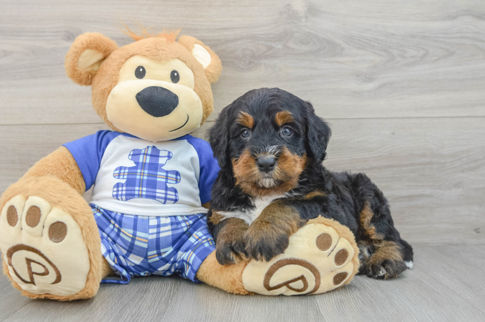 6 week old Mini Bernedoodle Puppy For Sale - Puppy Love PR