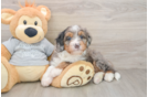 Adorable Mini Bernesedoodle Poodle Mix Puppy