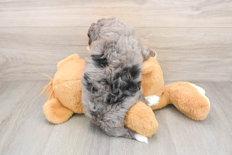 Mini Bernedoodle Pup Being Cute