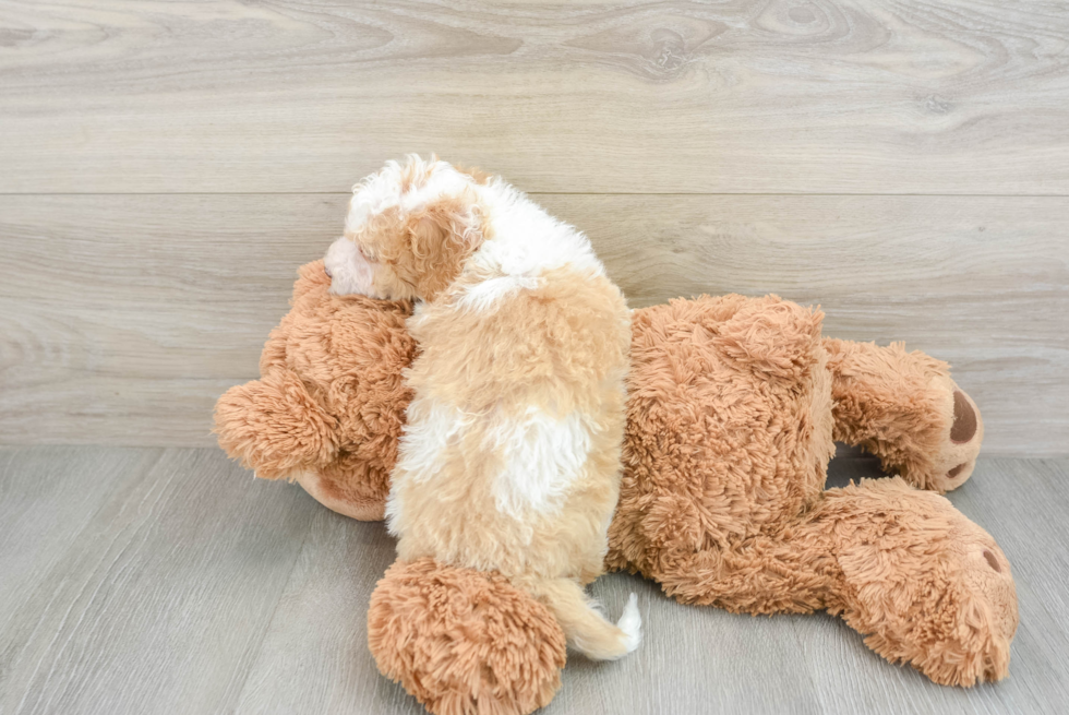 Mini Bernedoodle Pup Being Cute