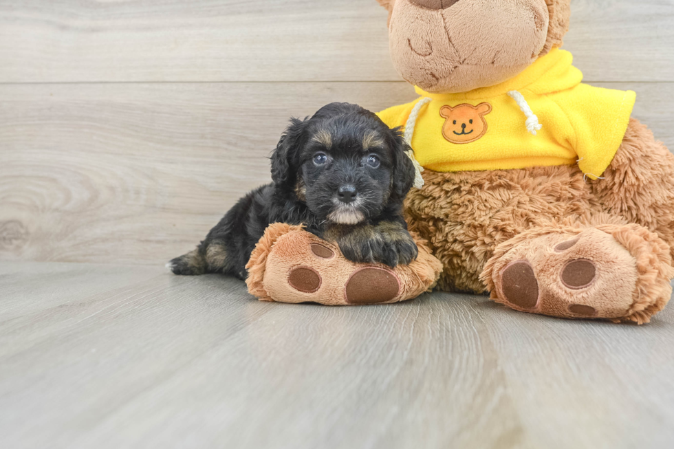 Best Mini Bernedoodle Baby