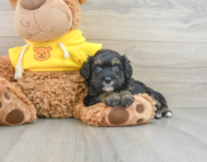 7 week old Mini Bernedoodle Puppy For Sale - Puppy Love PR