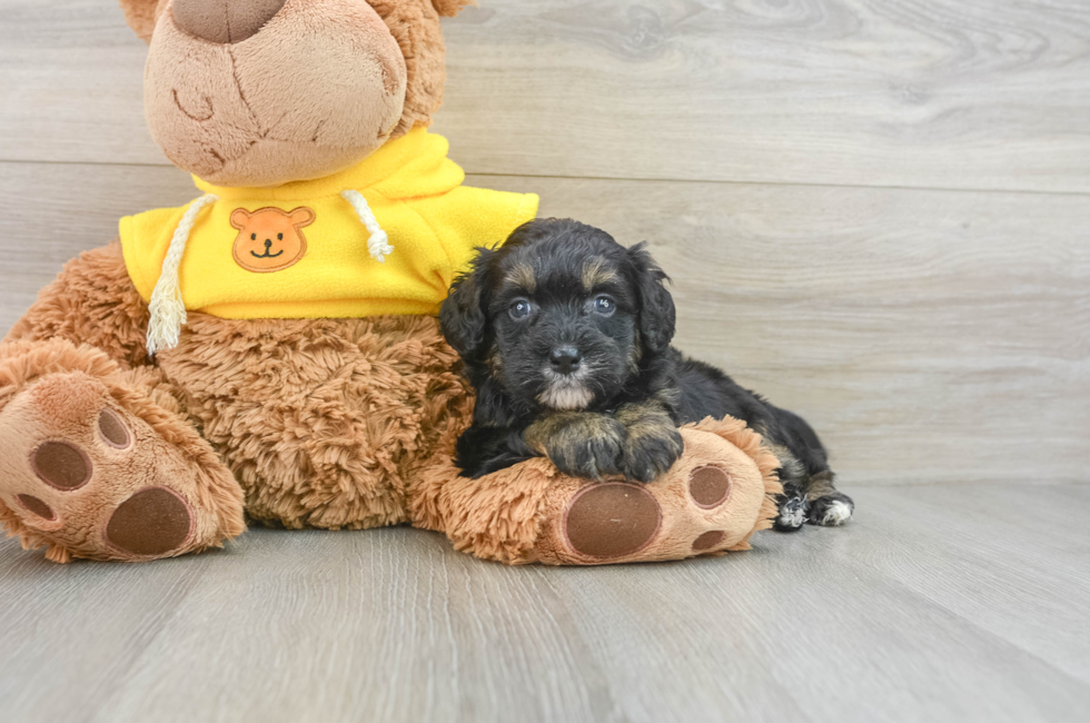 7 week old Mini Bernedoodle Puppy For Sale - Puppy Love PR