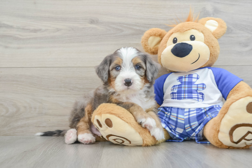 Small Mini Bernedoodle Baby