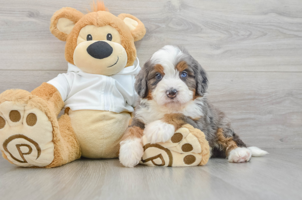 7 week old Mini Bernedoodle Puppy For Sale - Puppy Love PR