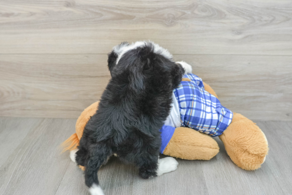 Mini Bernedoodle Pup Being Cute