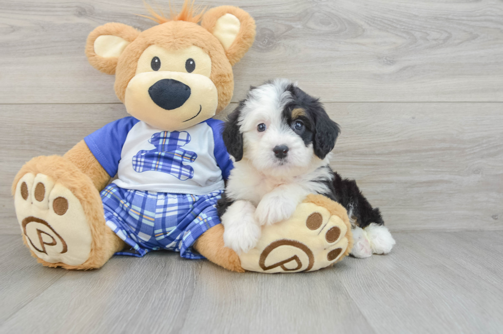 6 week old Mini Bernedoodle Puppy For Sale - Puppy Love PR