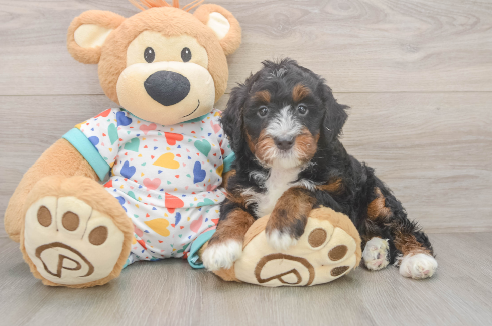 6 week old Mini Bernedoodle Puppy For Sale - Puppy Love PR