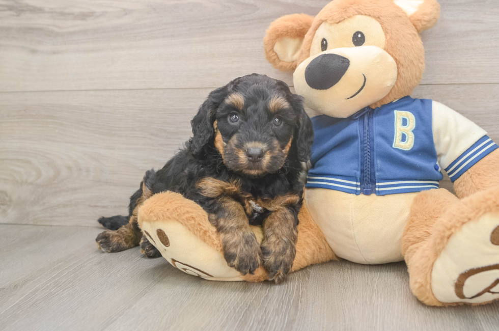 5 week old Mini Bernedoodle Puppy For Sale - Puppy Love PR