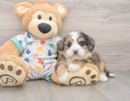 8 week old Mini Bernedoodle Puppy For Sale - Puppy Love PR