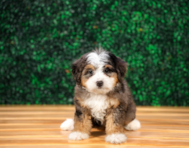 8 week old Mini Bernedoodle Puppy For Sale - Puppy Love PR