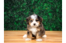 Cute Mini Bernedoodle Baby