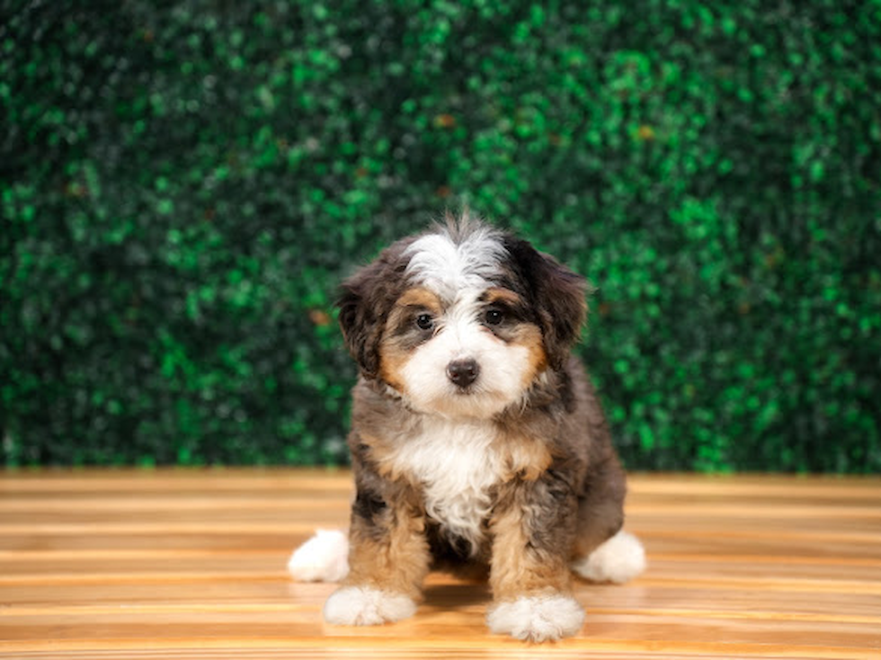 Cute Mini Bernedoodle Baby