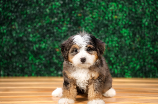 Cute Mini Bernedoodle Baby