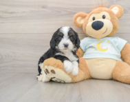 5 week old Mini Bernedoodle Puppy For Sale - Puppy Love PR