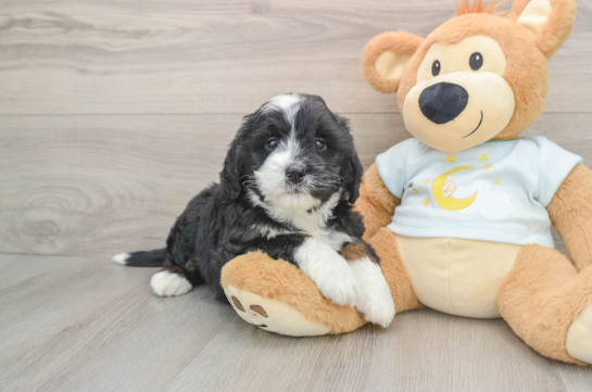 Funny Mini Bernedoodle Poodle Mix Pup