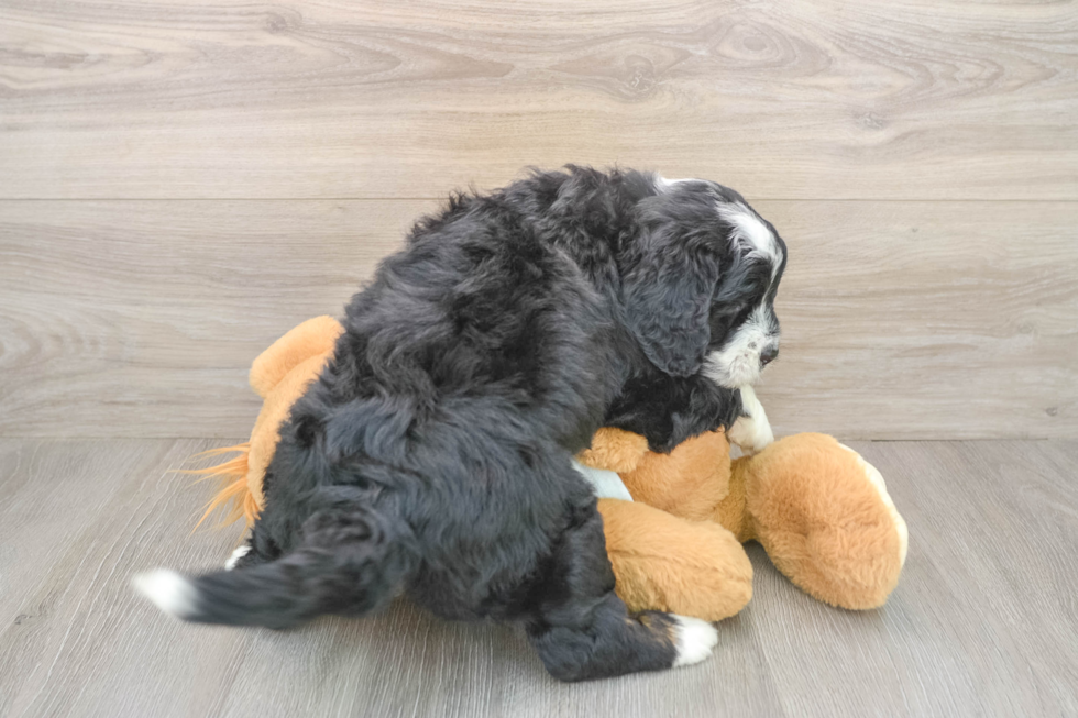 Best Mini Bernedoodle Baby