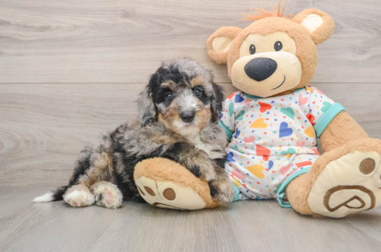 LADY, a Mini Bernedoodle littermate
