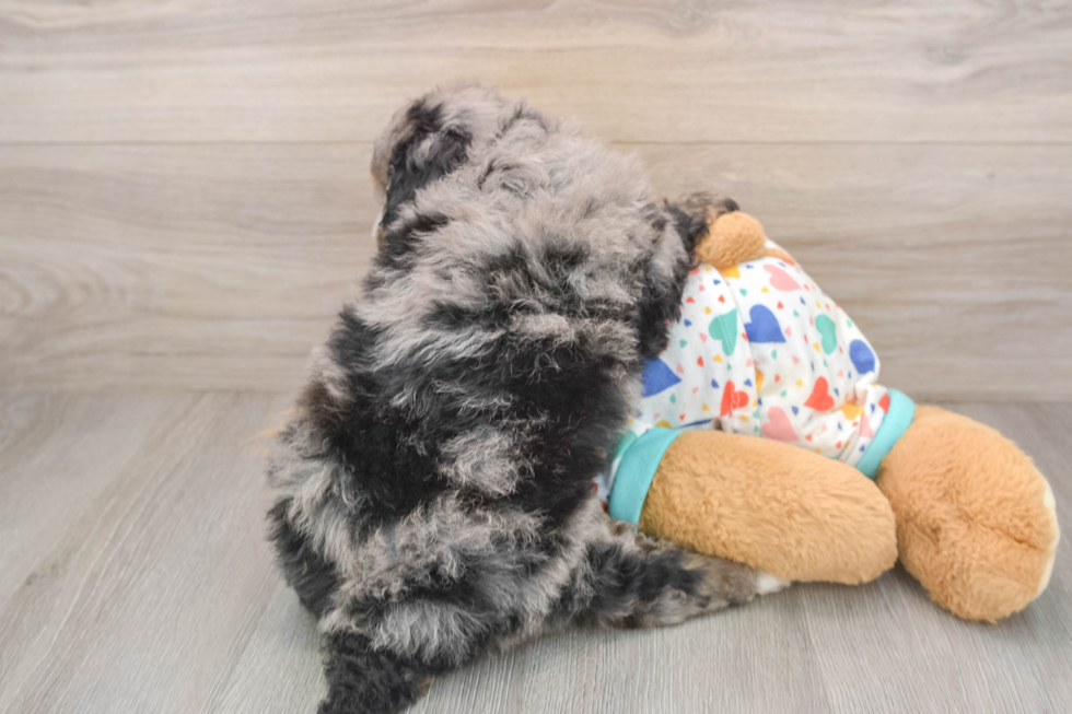Best Mini Bernedoodle Baby