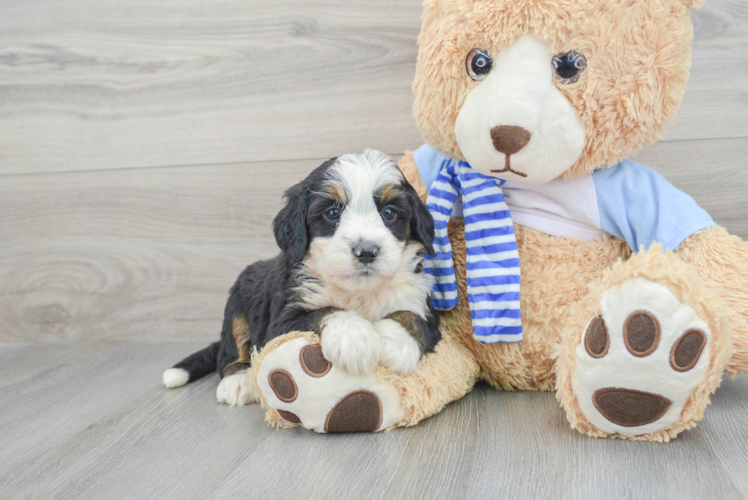 Meet Lance - our Mini Bernedoodle Puppy Photo 1/3 - Puppy Love PR Best Mini Bernedoodle Baby
