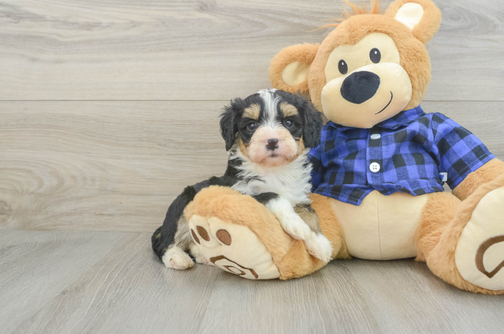 7 week old Mini Bernedoodle Puppy For Sale - Puppy Love PR