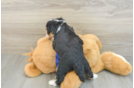 Playful Mini Bernesepoo Poodle Mix Puppy