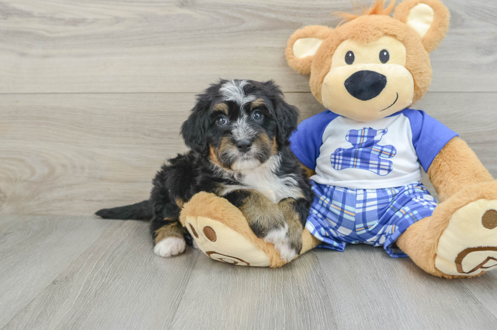 6 week old Mini Bernedoodle Puppy For Sale - Puppy Love PR