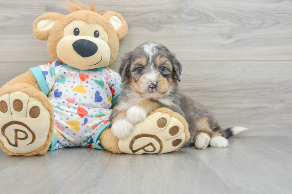 Mini Bernedoodle Pup Being Cute