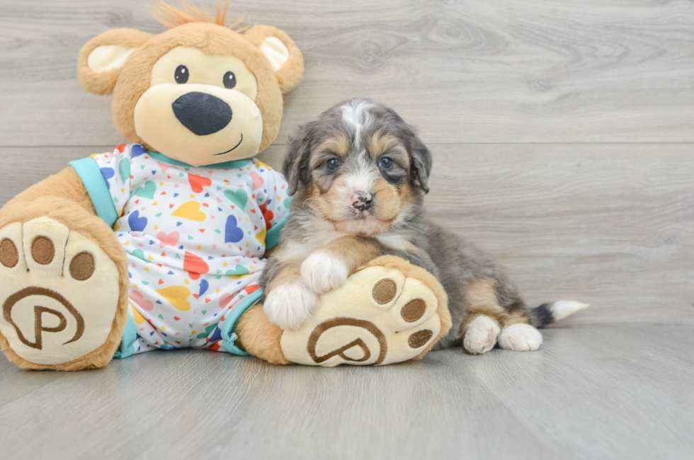 7 week old Mini Bernedoodle Puppy For Sale - Puppy Love PR