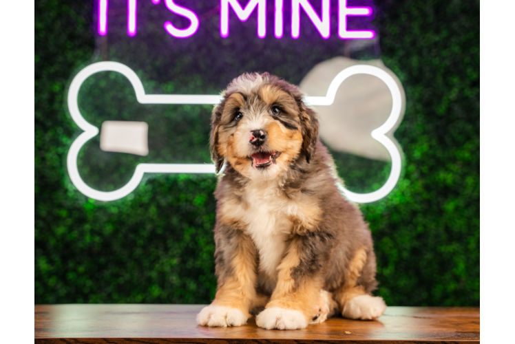 Cute Mini Bernedoodle Poodle Mix Pup