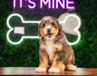 11 week old Mini Bernedoodle Puppy For Sale - Puppy Love PR