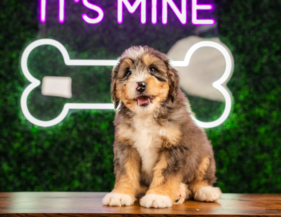 Cute Mini Bernedoodle Poodle Mix Pup