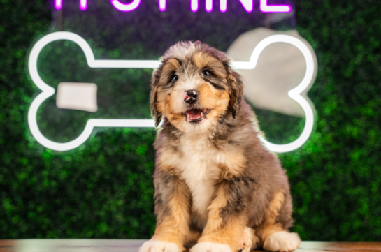 Cute Mini Bernedoodle Poodle Mix Pup