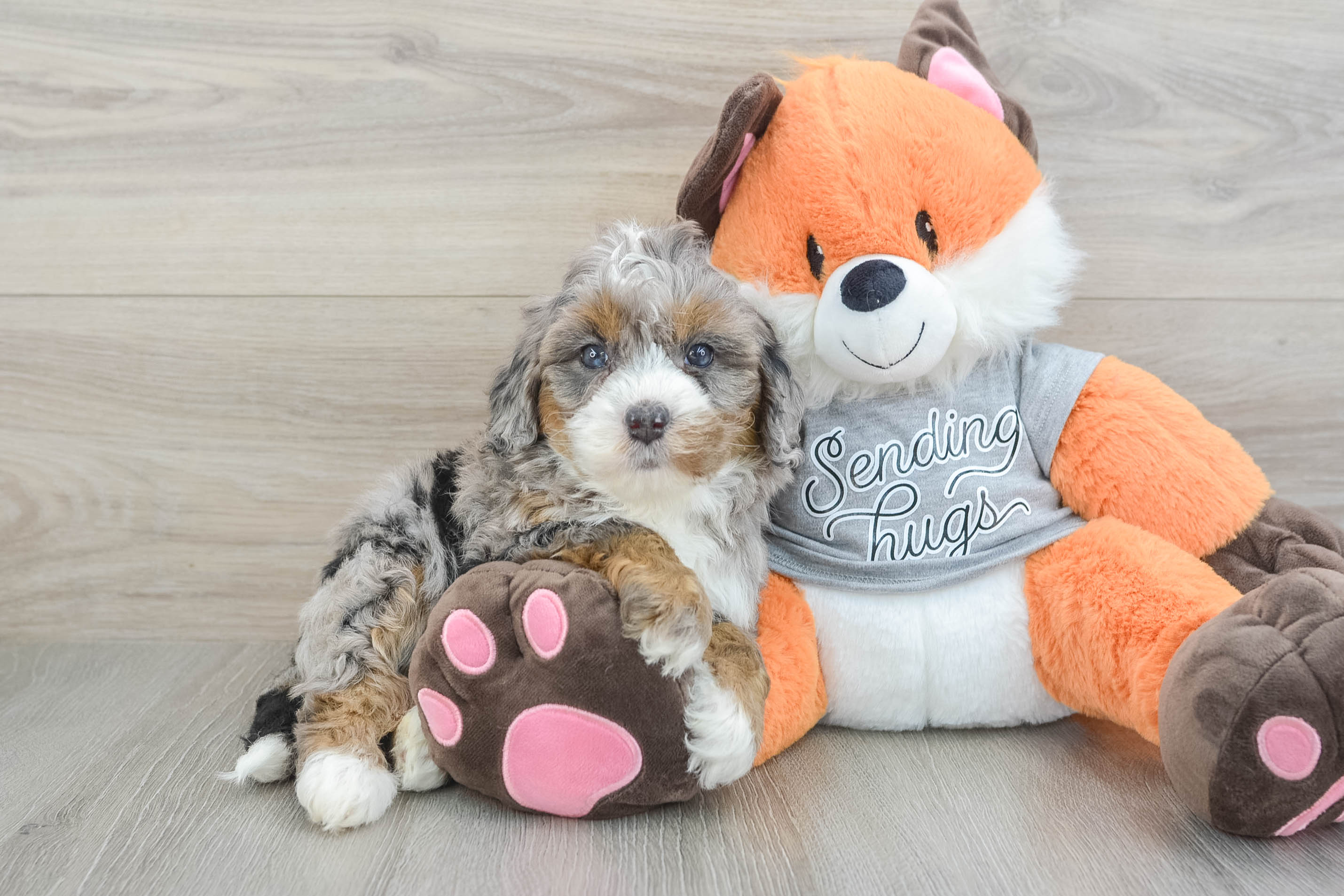Energetic Mini Bernepoo Poodle Mix Puppy