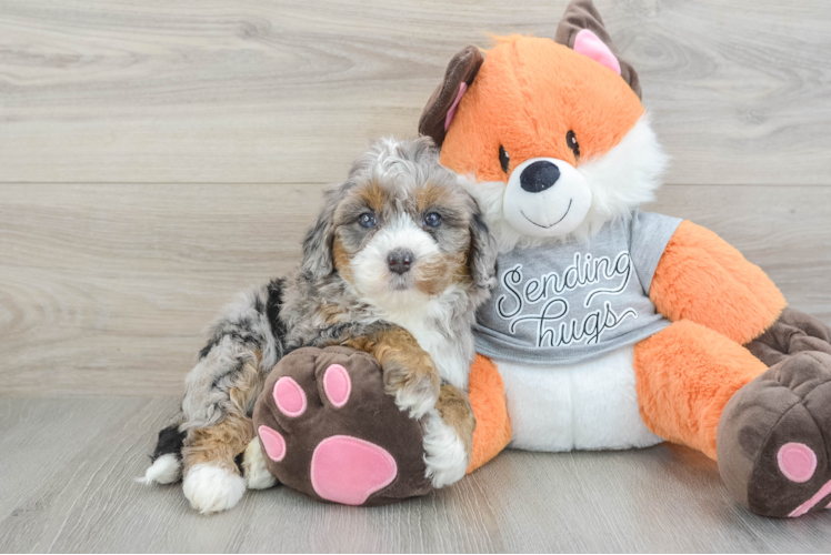 Energetic Mini Bernepoo Poodle Mix Puppy