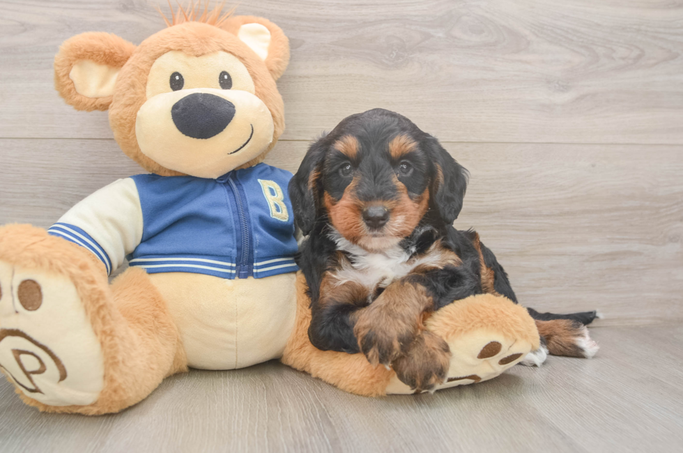 5 week old Mini Bernedoodle Puppy For Sale - Puppy Love PR