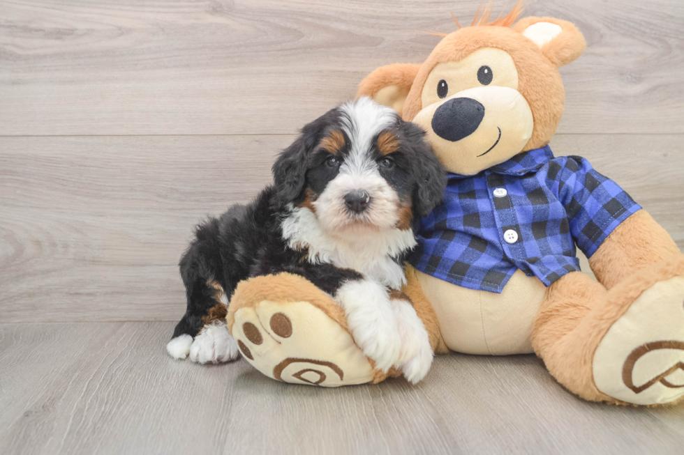 Best Mini Bernedoodle Baby