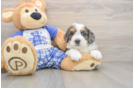 Small Mini Bernedoodle Baby