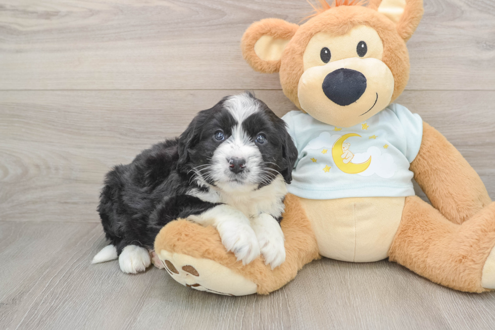 Mini Bernedoodle Pup Being Cute