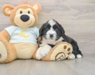 5 week old Mini Bernedoodle Puppy For Sale - Puppy Love PR