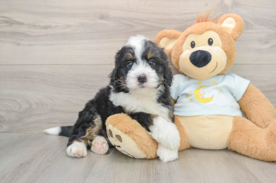 Funny Mini Bernedoodle Poodle Mix Pup