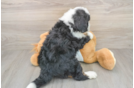 Best Mini Bernedoodle Baby