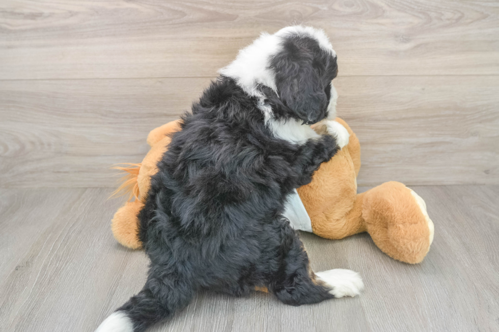Best Mini Bernedoodle Baby