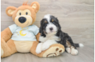 Mini Bernedoodle Puppy for Adoption