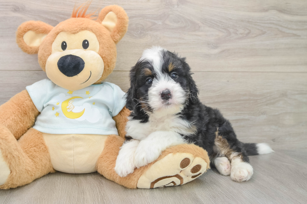 Mini Bernedoodle Puppy for Adoption