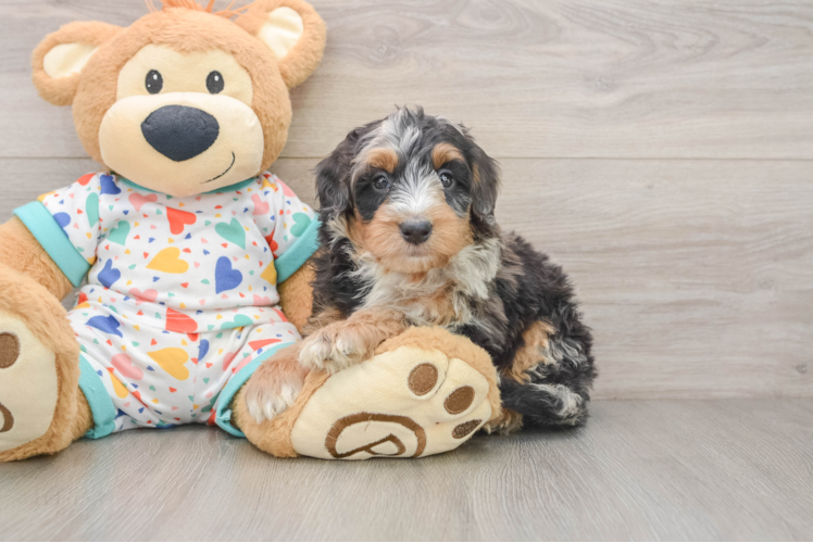 Mini Bernedoodle Puppy for Adoption