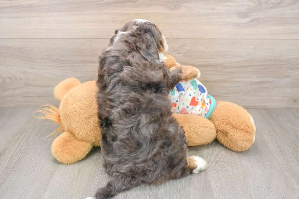 Happy Mini Bernedoodle Baby