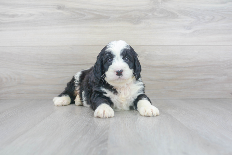 Cute Mini Bernedoodle Baby