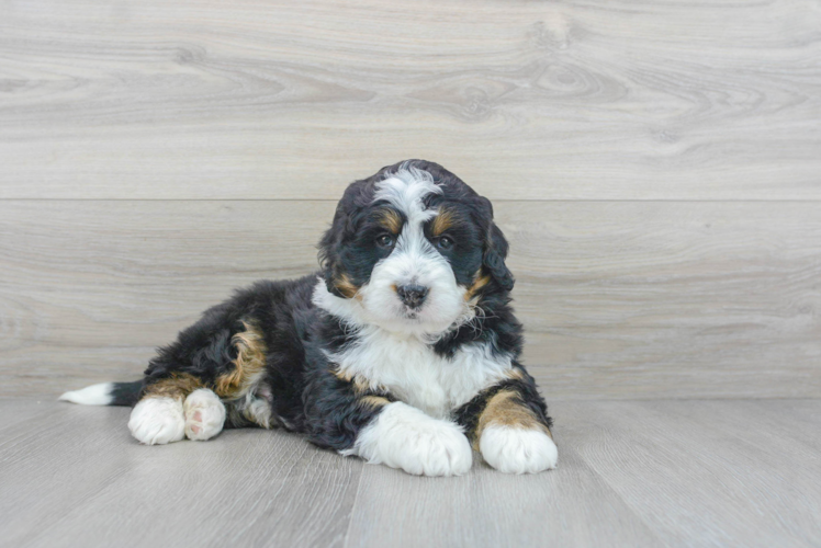 Meet Lance - our Mini Bernedoodle Puppy Photo 1/3 - Puppy Love PR Mini Bernedoodle Puppy for Adoption